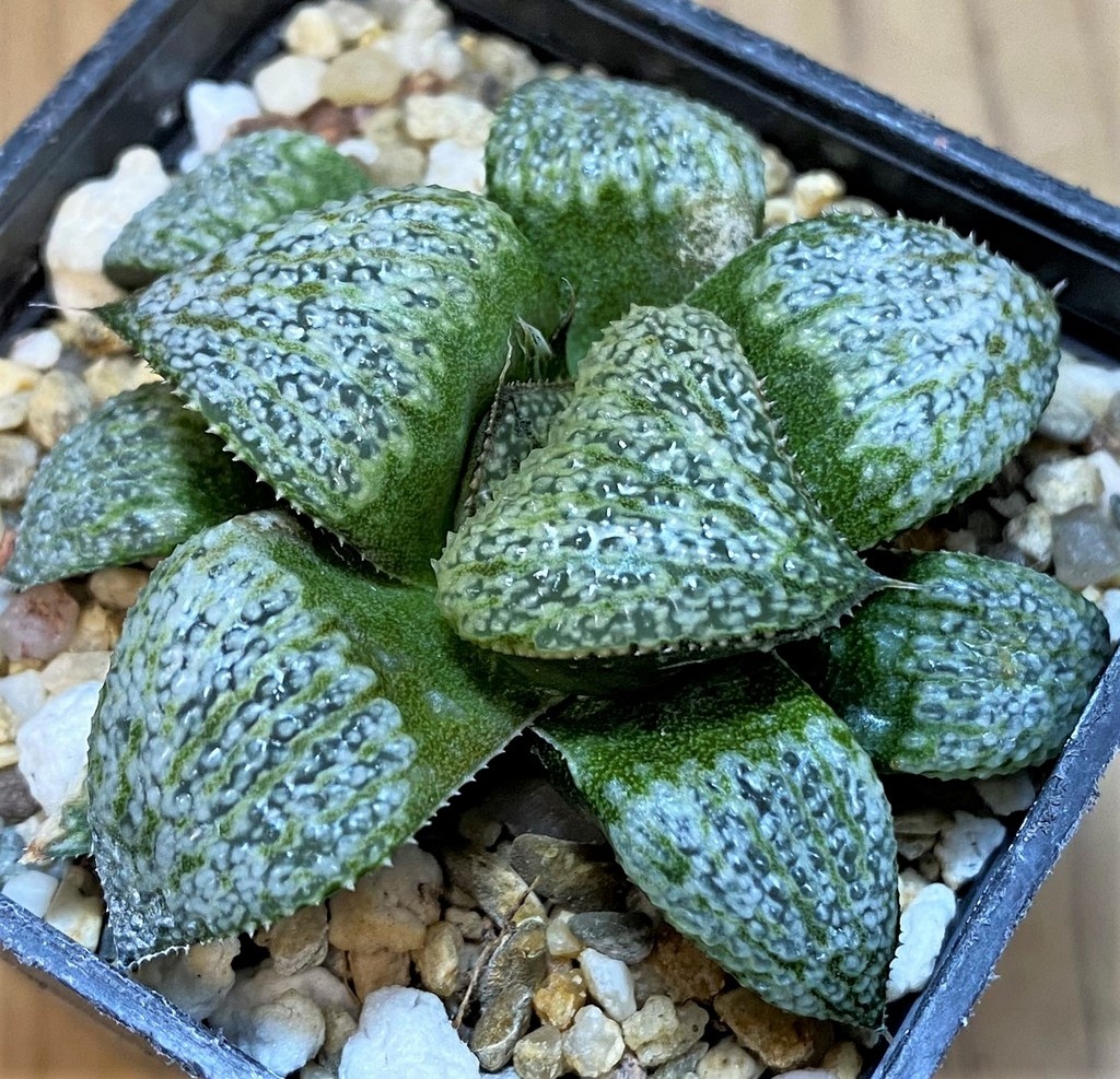 SH27427 Haworthia splendens GM452 - Image 2