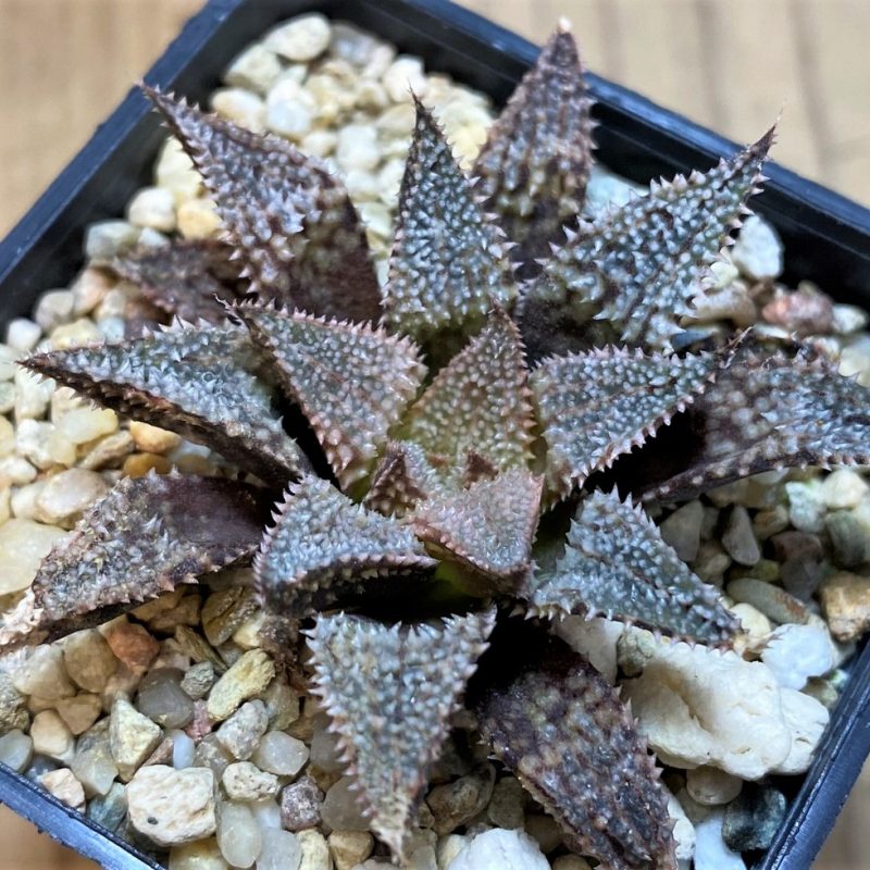 SH27428 Haworthia 'Hakuma'