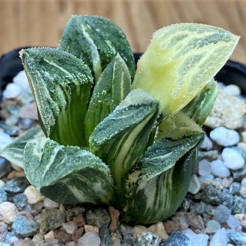 SH27429 Haworthia 'Tiger Pygmaea' f. variegata