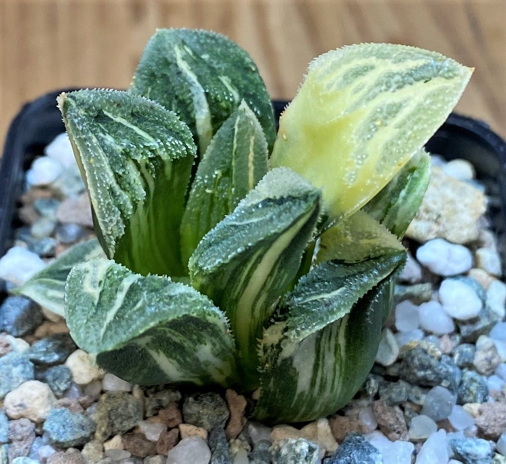 SH27429 Haworthia 'Tiger Pygmaea' f. variegata