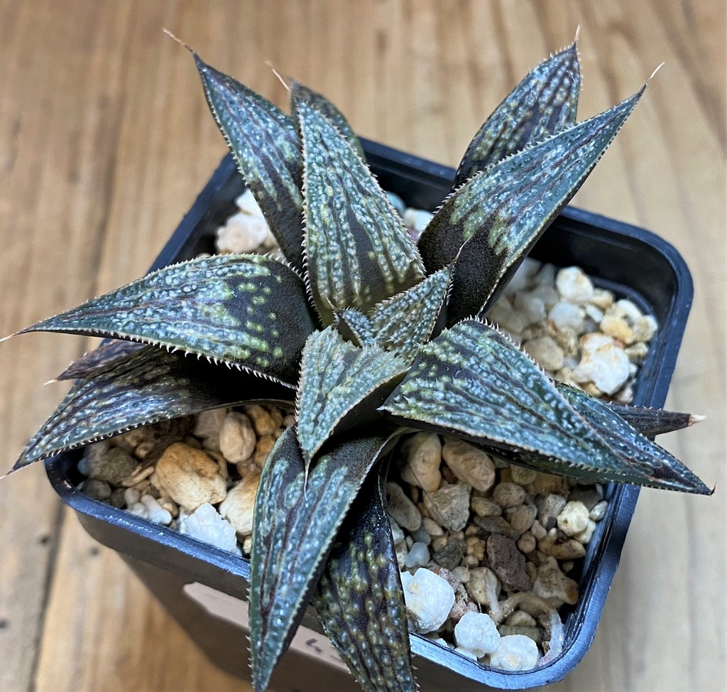 SH27430 Haworthia 'Bev's wonder' hybrid - 画像 (2)