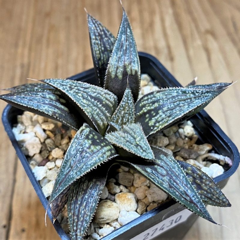 SH27430 Haworthia 'Bev's wonder' hybrid
