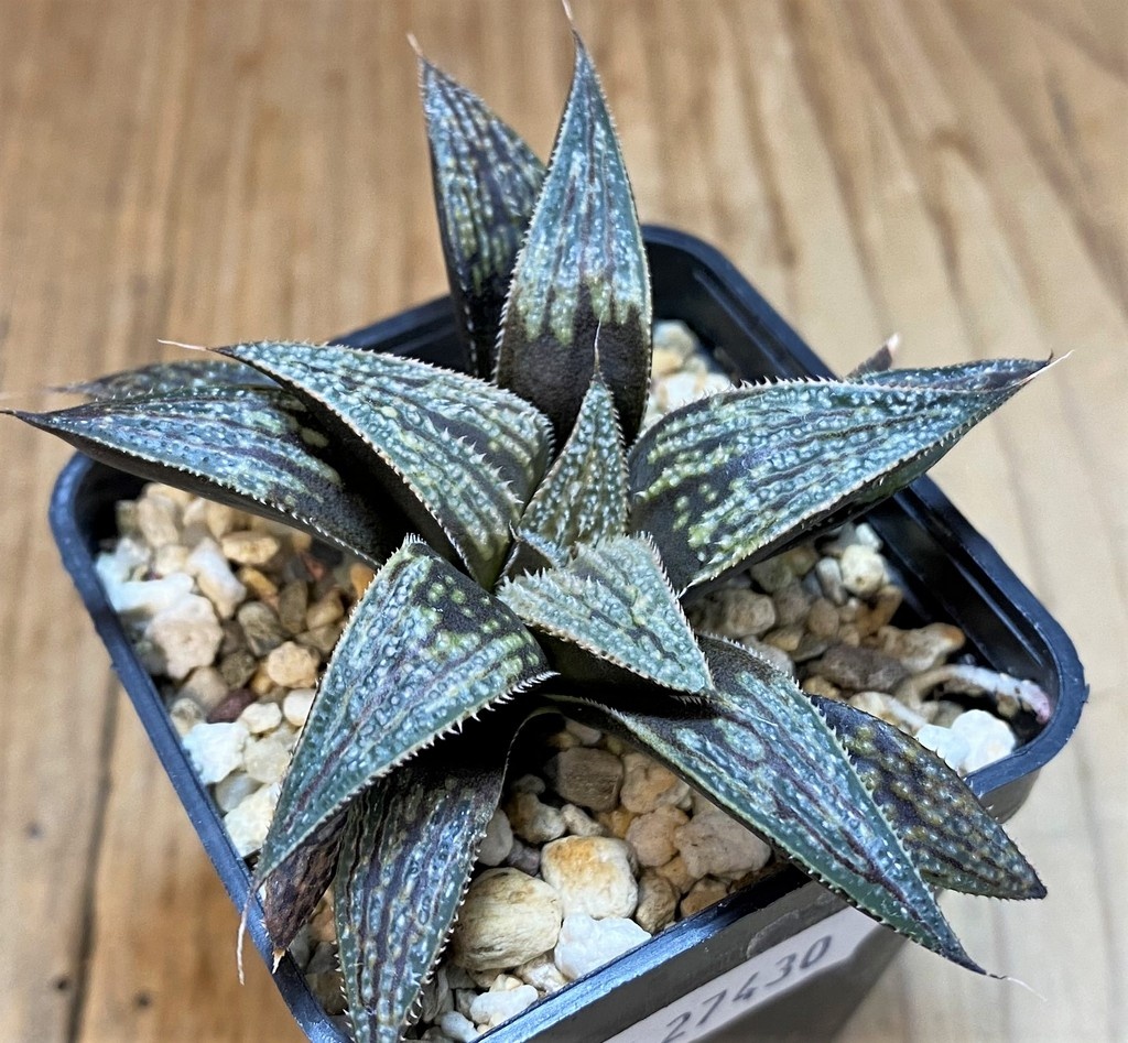 SH27430 Haworthia 'Bev's wonder' hybrid