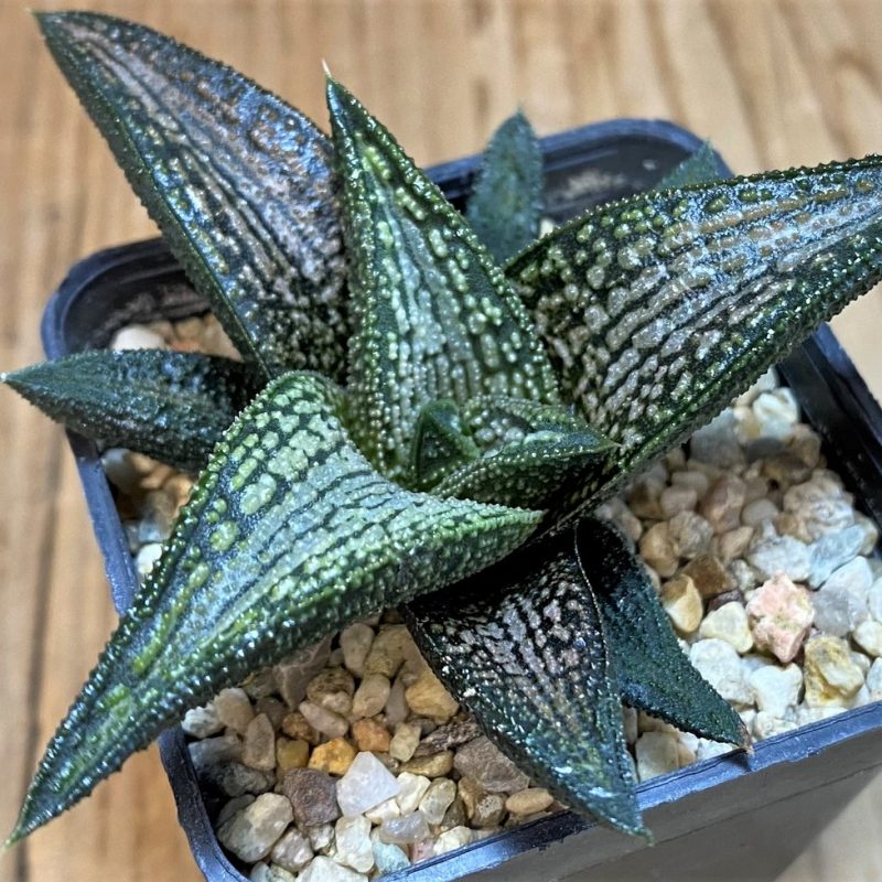 SH27431 Haworthia 'Kintaikyo'