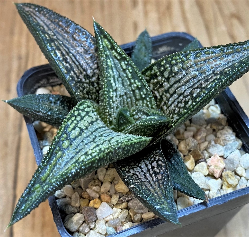 SH27431 Haworthia 'Kintaikyo'