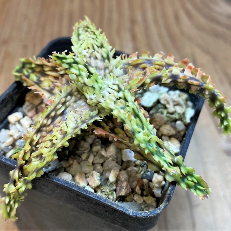 SH27432 Aloe TCT hybrid