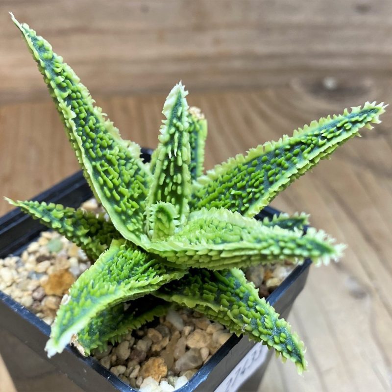 SH27433 Aloe TCT hybrid