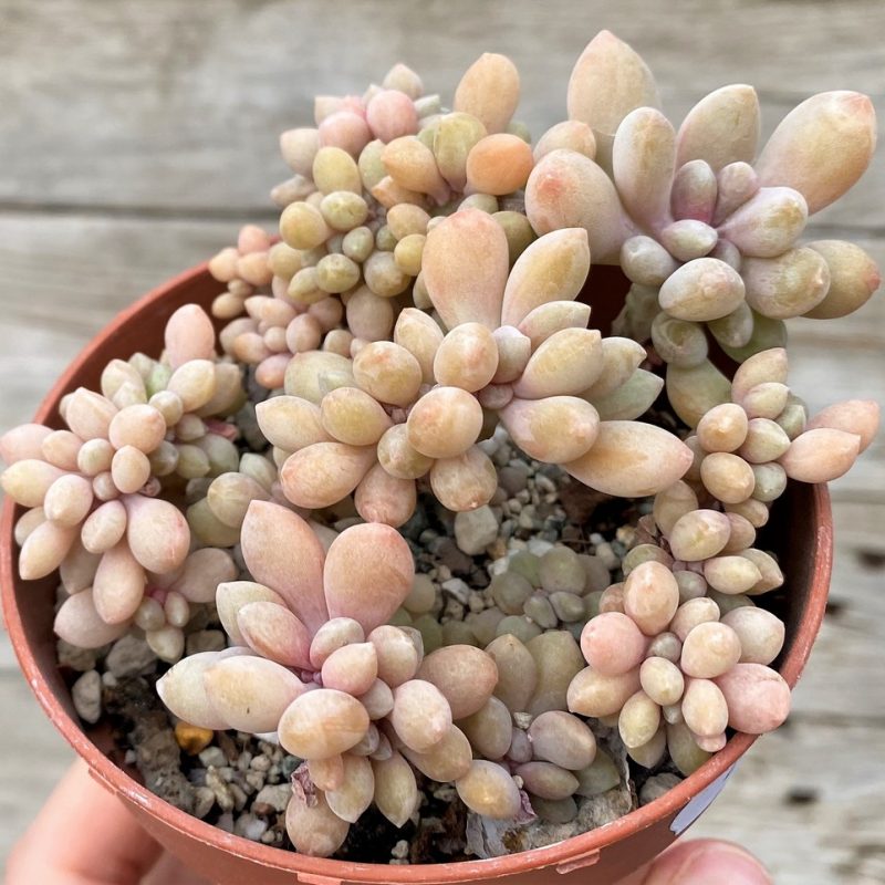 SH27451 Graptophytum 'Supreme Crest'