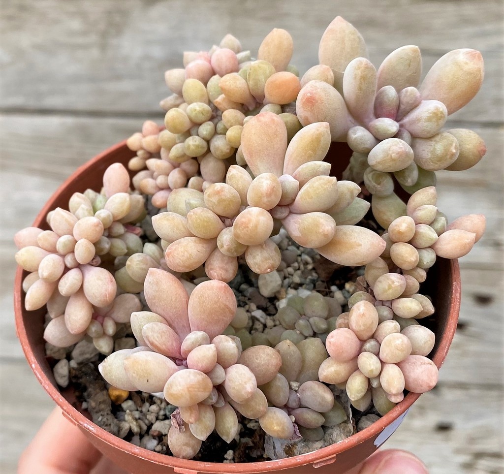 SH27451 Graptophytum 'Supreme Crest'