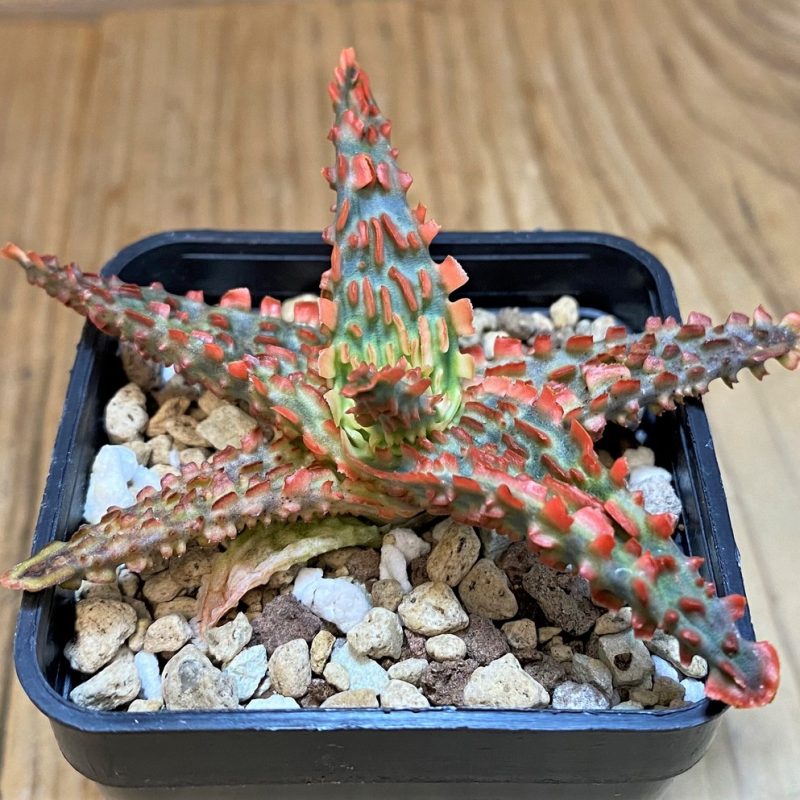 SH27434 Aloe TCT hybrid