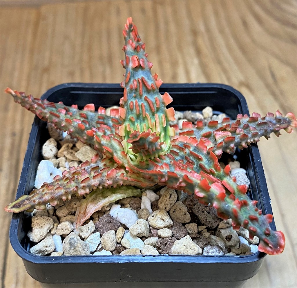 SH27434 Aloe TCT hybrid