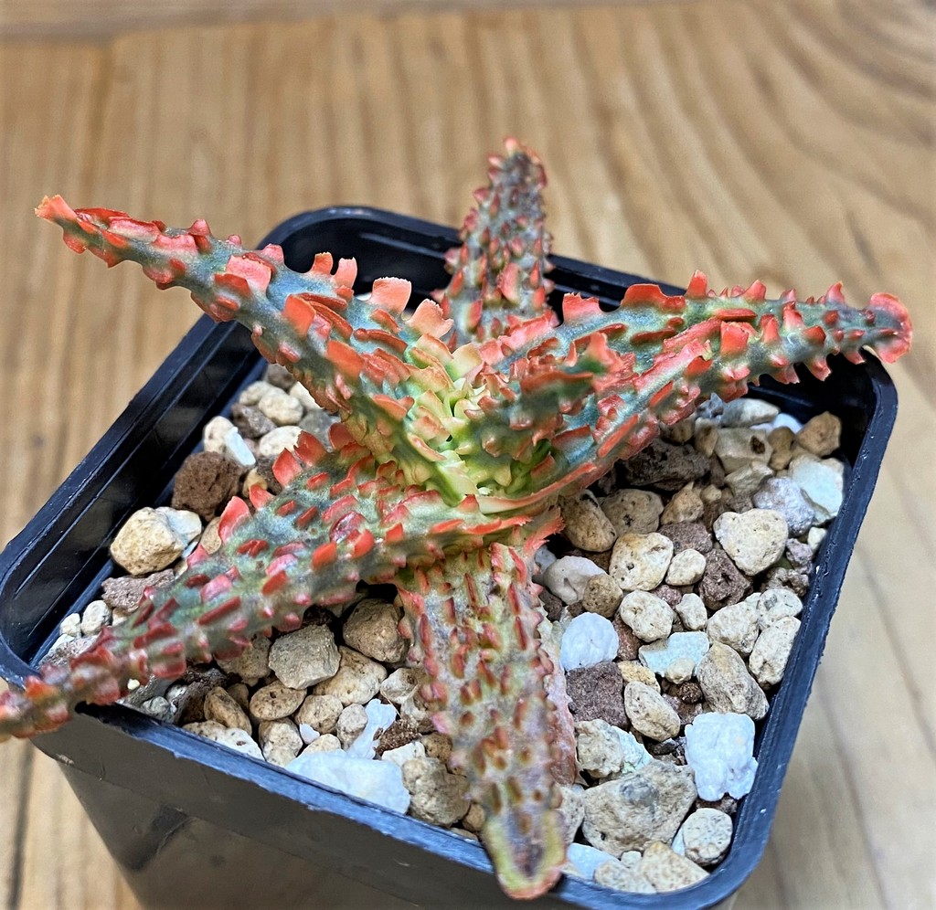 SH27434 Aloe TCT hybrid - 画像 (2)