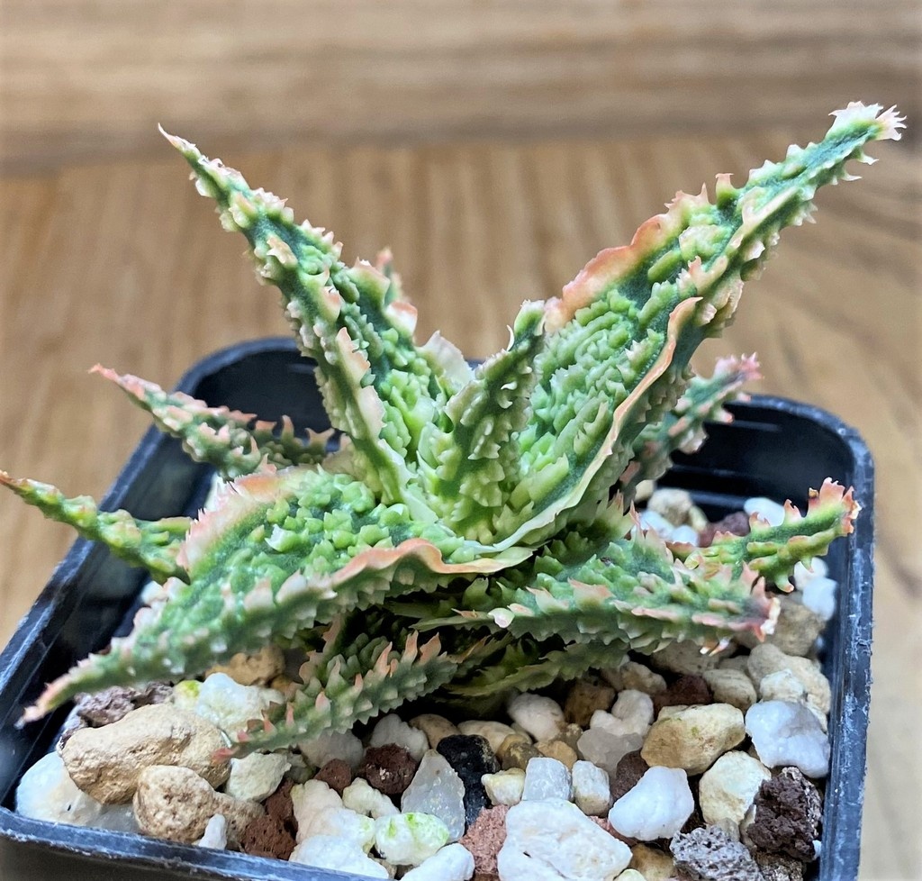 SH27435 Aloe TCT hybrid - immagine 2