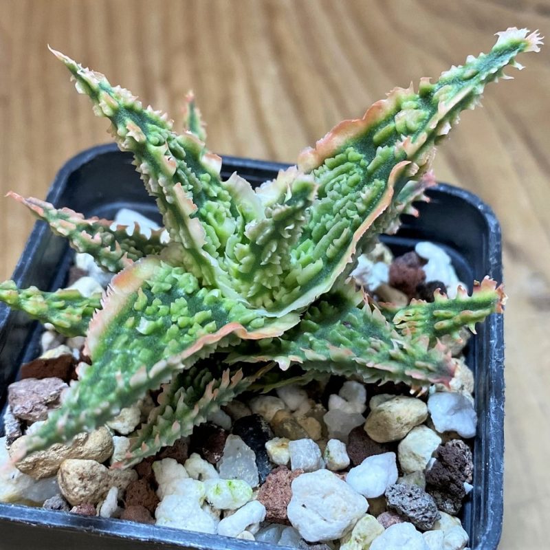 SH27435 Aloe TCT hybrid