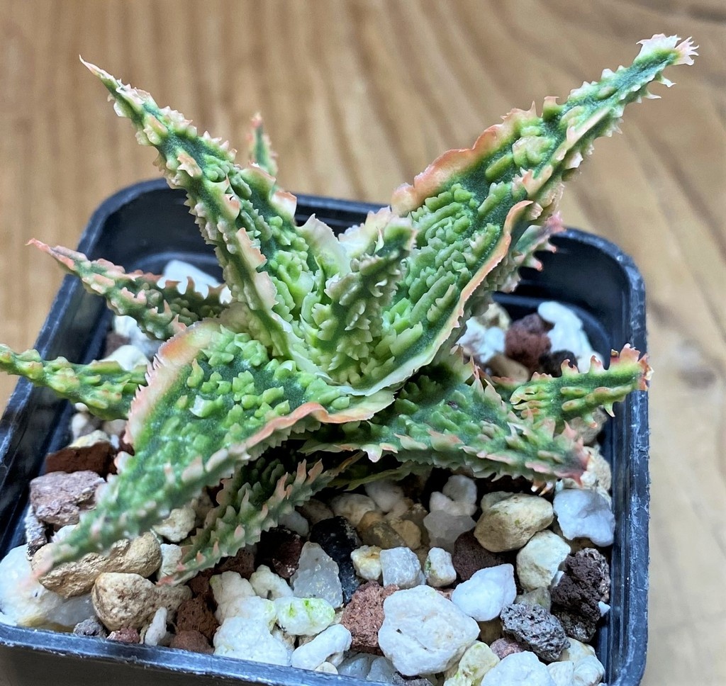 SH27435 Aloe TCT hybrid