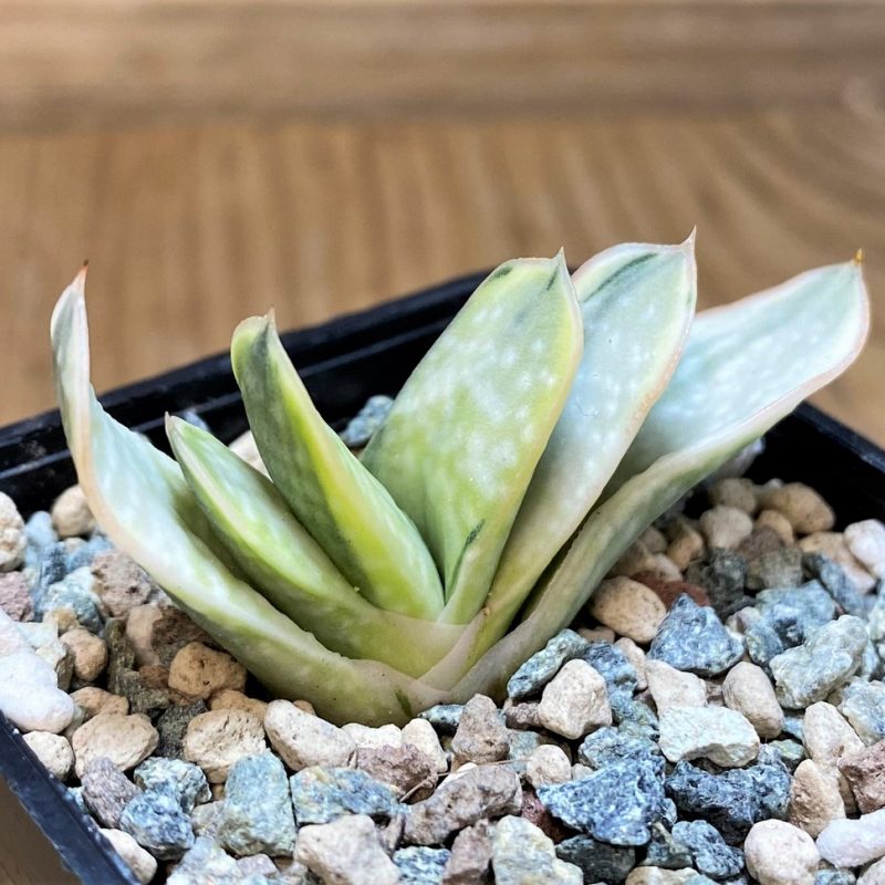 SH27436 Gasteria nigricans f. variegata