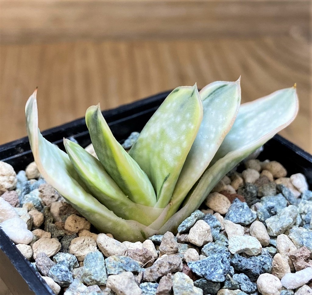 SH27436 Gasteria nigricans f. variegata