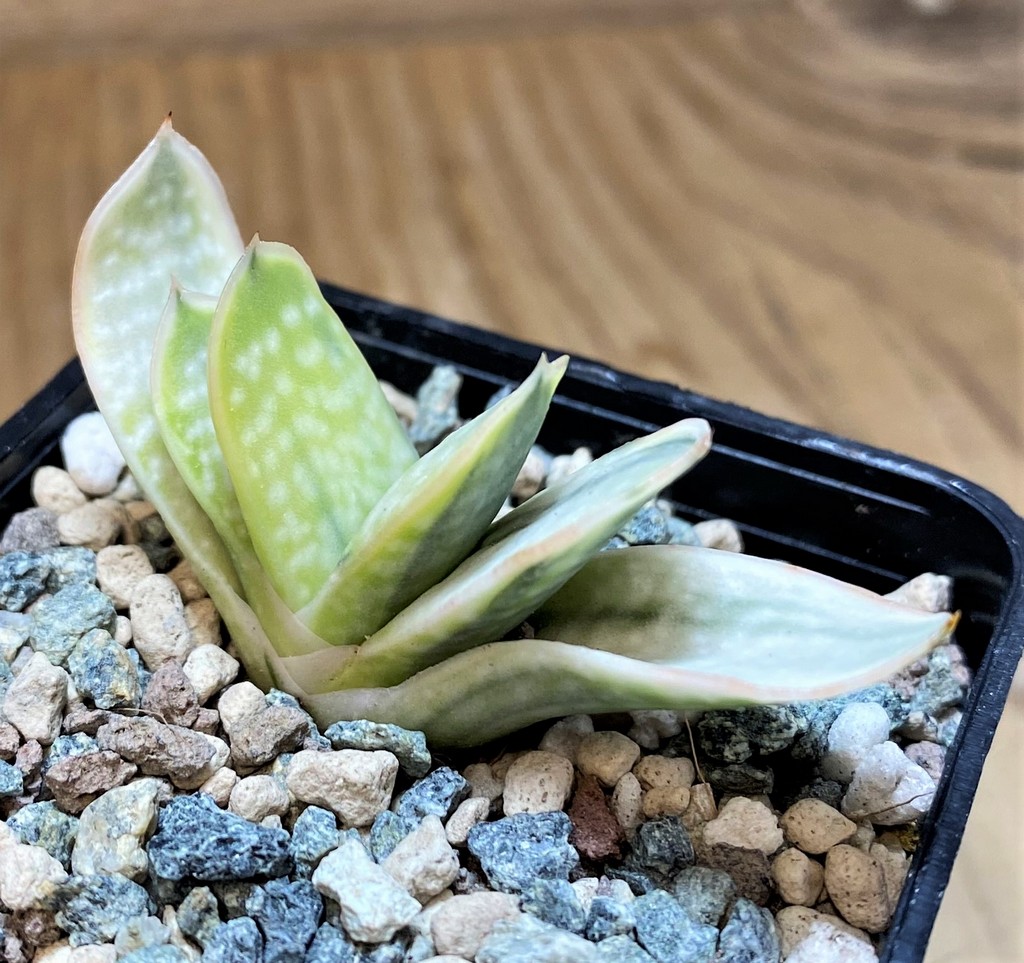 SH27436 Gasteria nigricans f. variegata - immagine 2