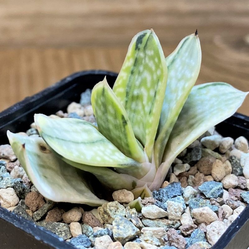 SH27437 Gasteria nigricans f. variegata