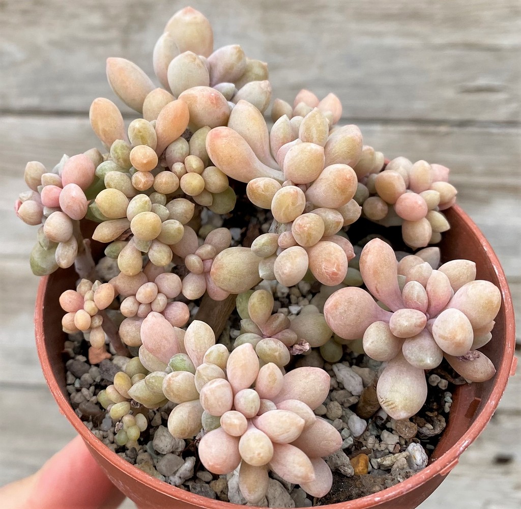 SH27451 Graptophytum 'Supreme Crest' - Imagen 2
