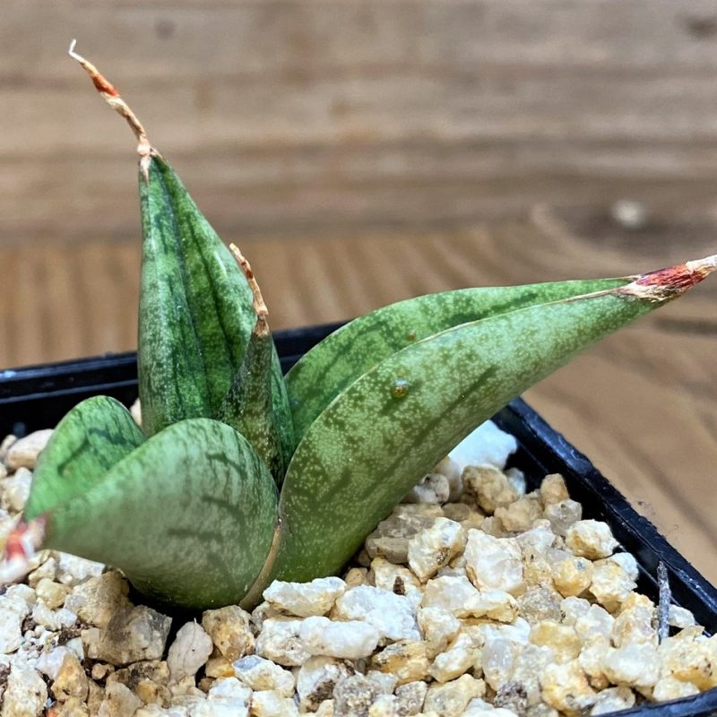 SH27438 Sansevieria 'Lavender Lady'