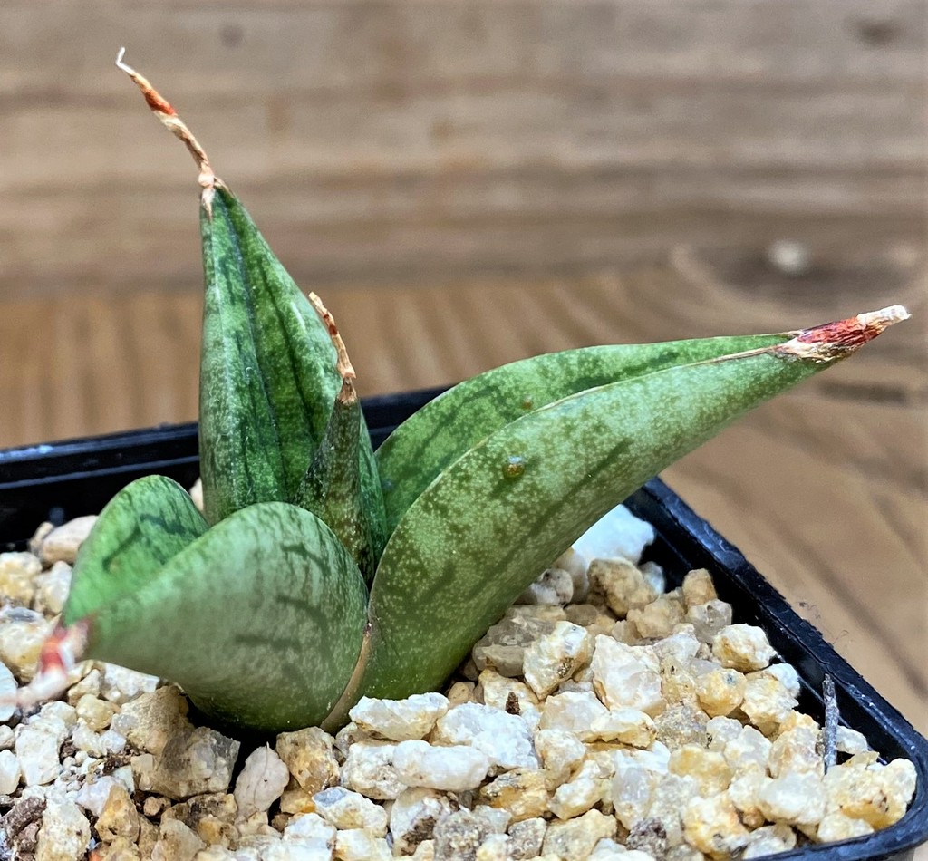 SH27438 Sansevieria 'Lavender Lady'