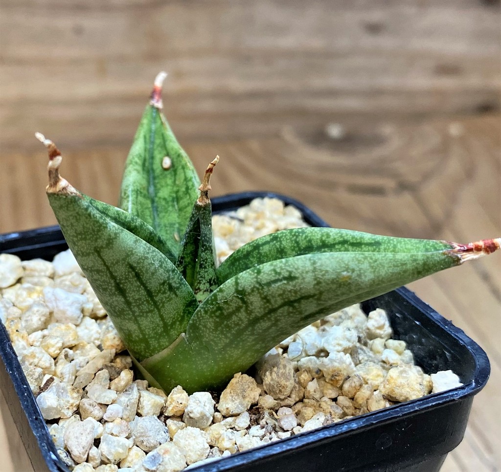 SH27438 Sansevieria 'Lavender Lady' - immagine 2