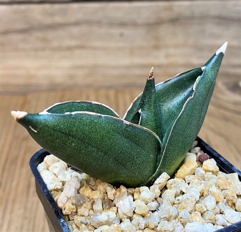 SH27439 Sansevieria 'Konichiwa' - Image 2