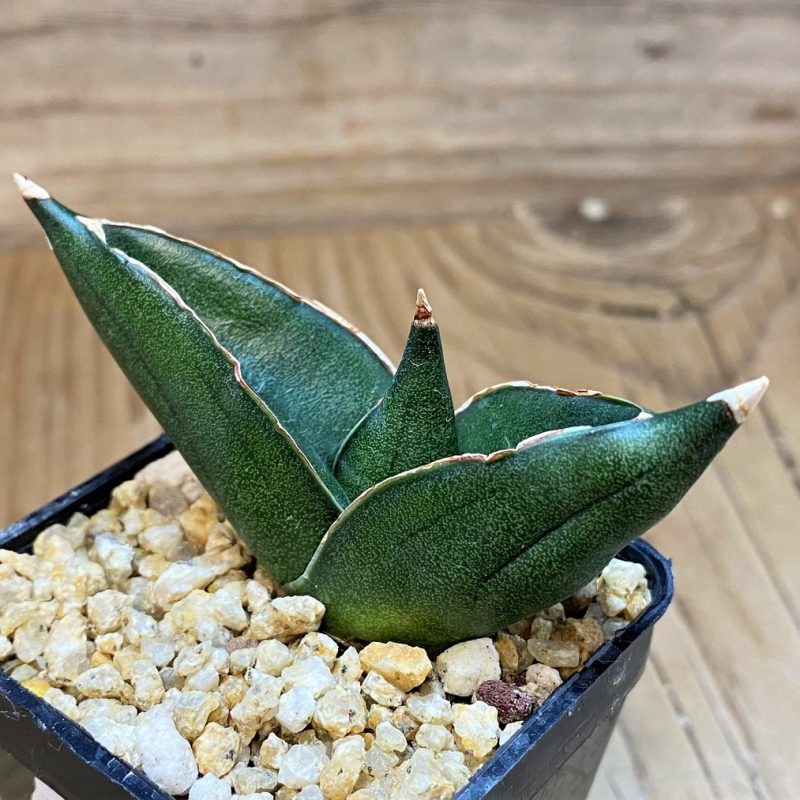 SH27439 Sansevieria 'Konichiwa'