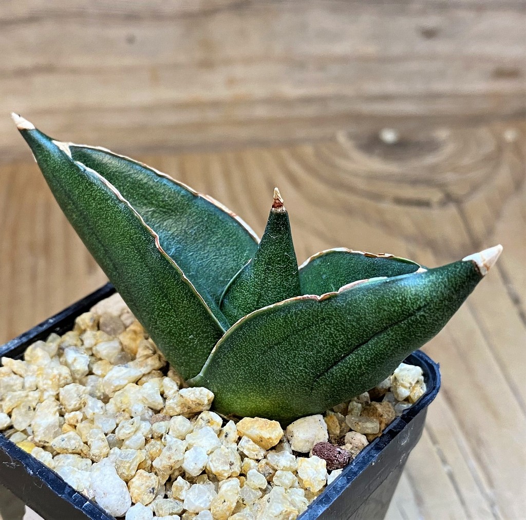 SH27439 Sansevieria 'Konichiwa'