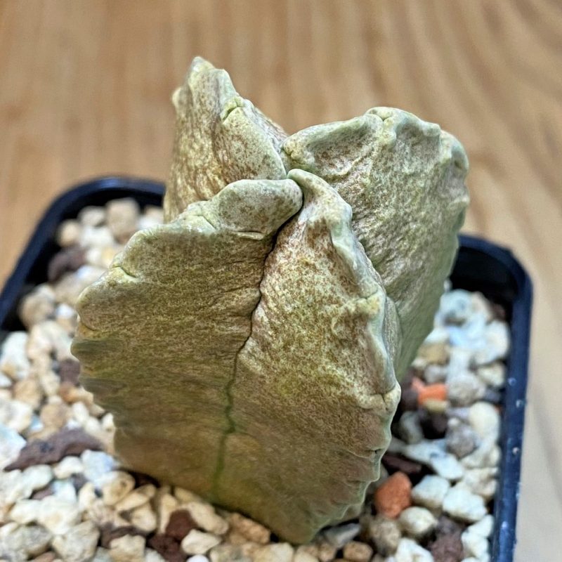 SH27440 Whitesloanea crassa