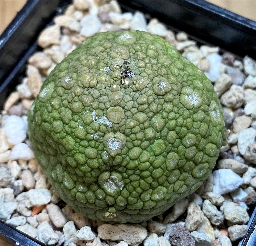 SH27441 Pseudolithos migiurtinus - Image 2