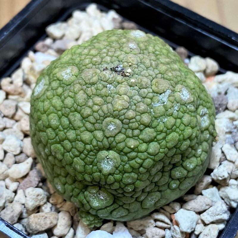 SH27441 Pseudolithos migiurtinus