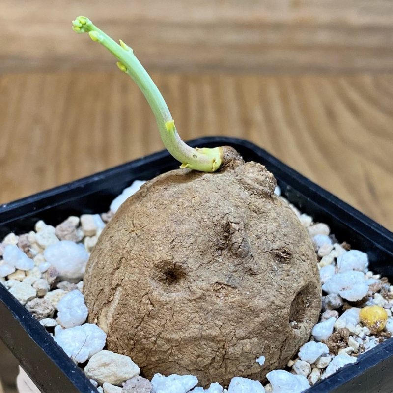 SH27442 Stephania erecta