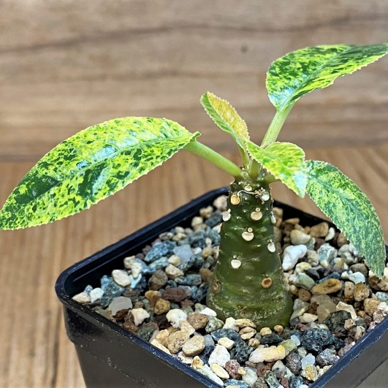 SH27443 Dorstenia hybrid f. variegata