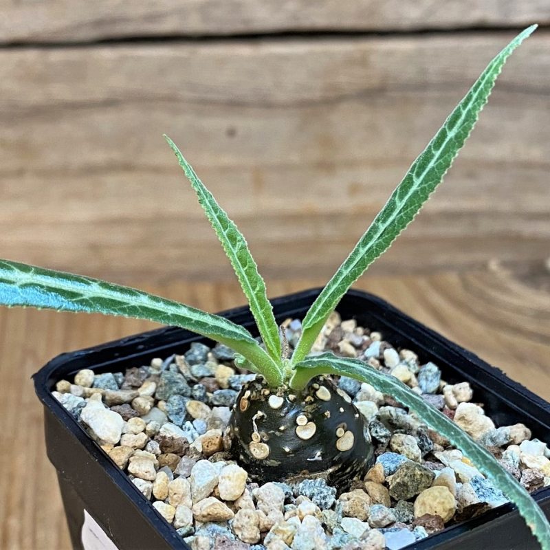 SH27444 Dorstenia lancifolia