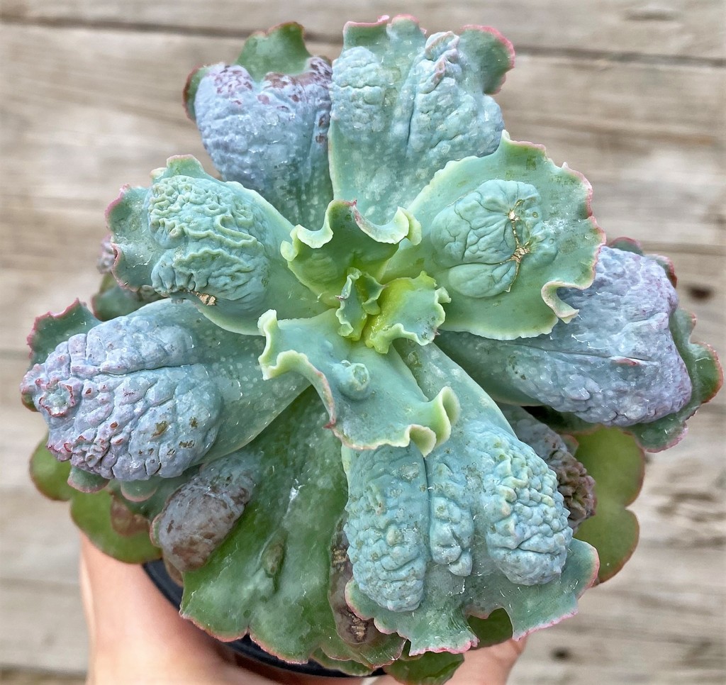 SH27452 Echeveria 'Linguas' - Image 2