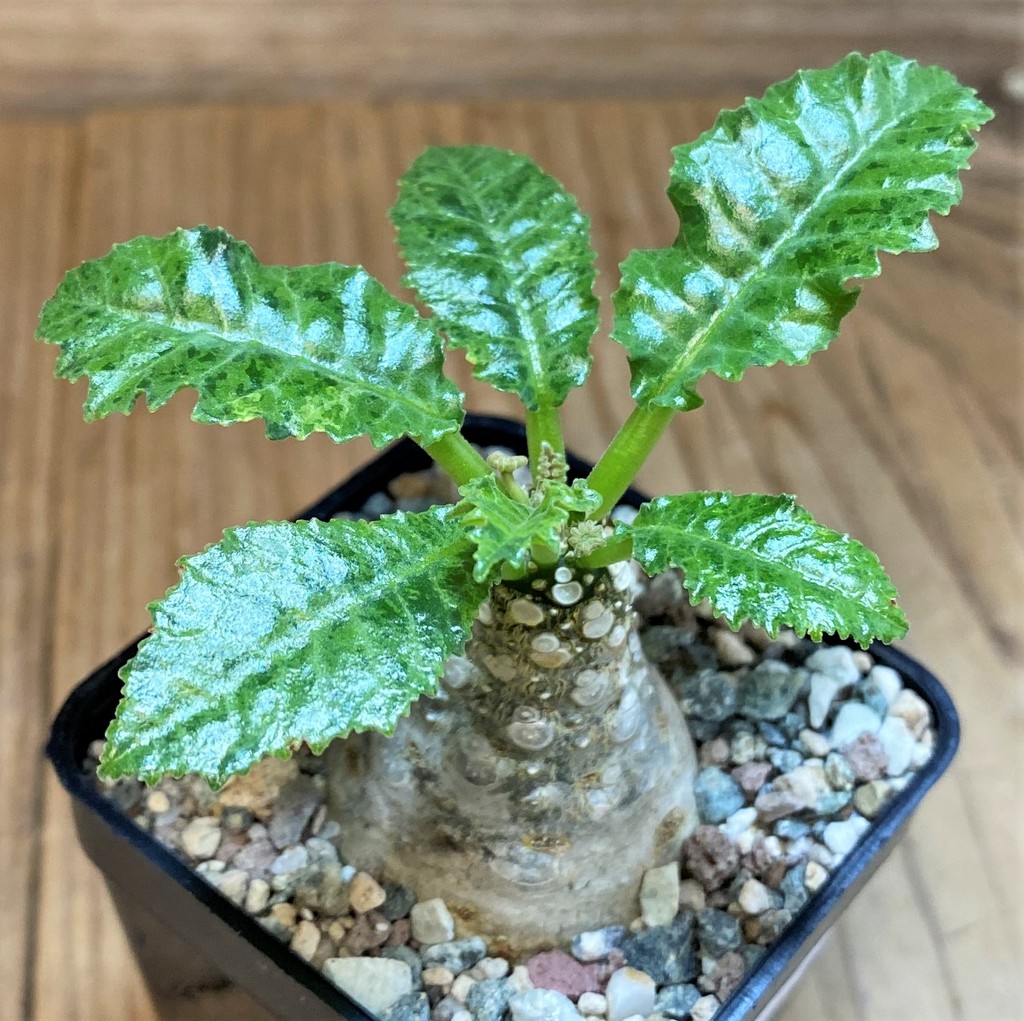 SH27445 Dorstenia hybrid f. variegata - Image 2