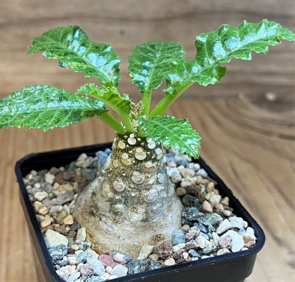 SH27445 Dorstenia hybrid f. variegata