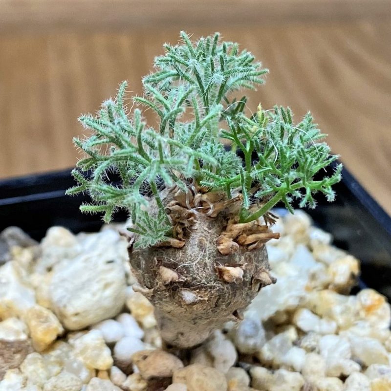 SH27446 Sarcocaulon peniculinum