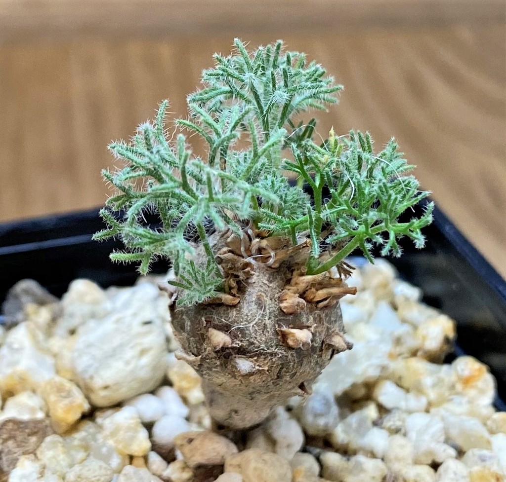 SH27446 Sarcocaulon peniculinum