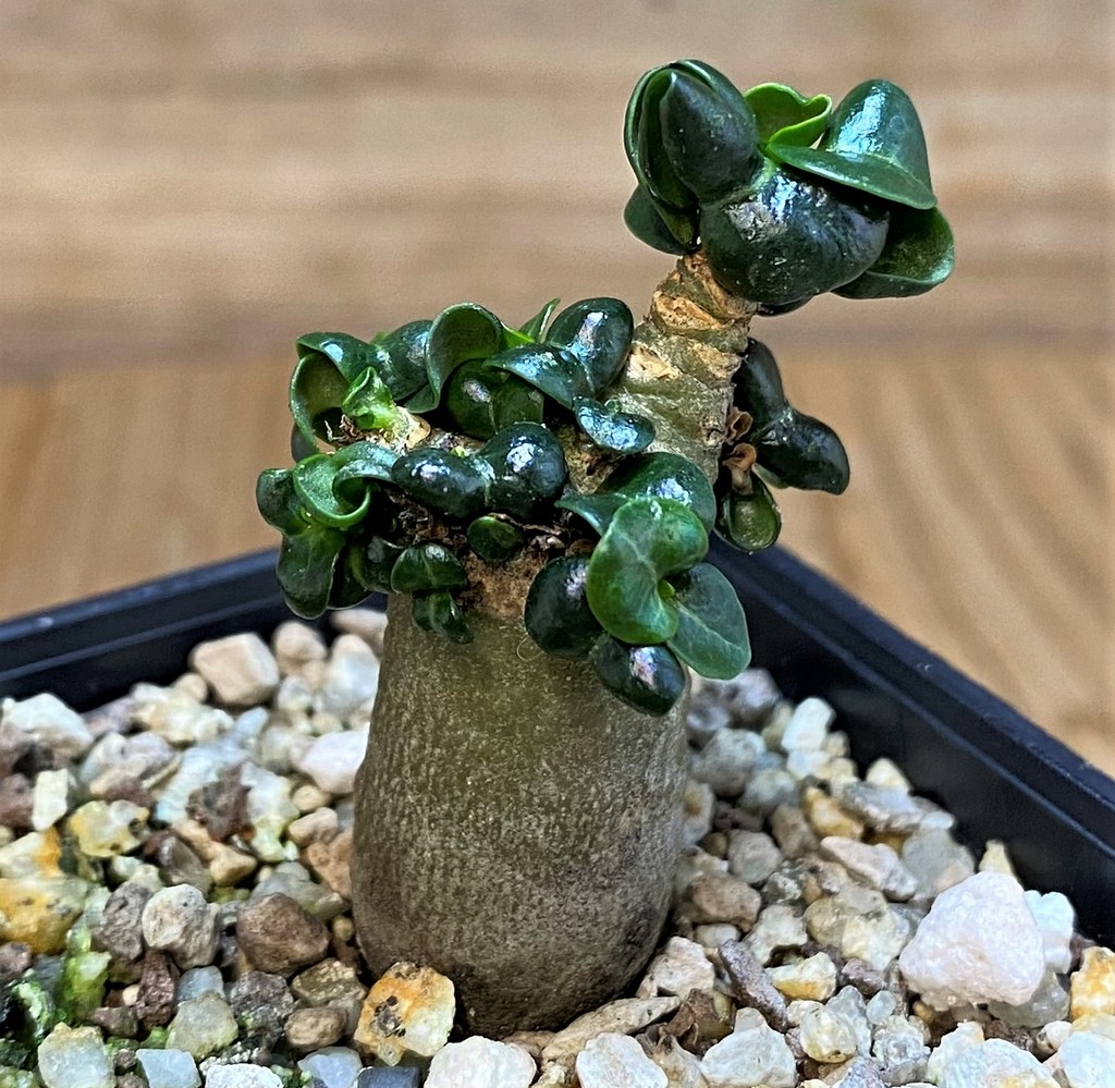 SH27447 Adenium arabicum DHA