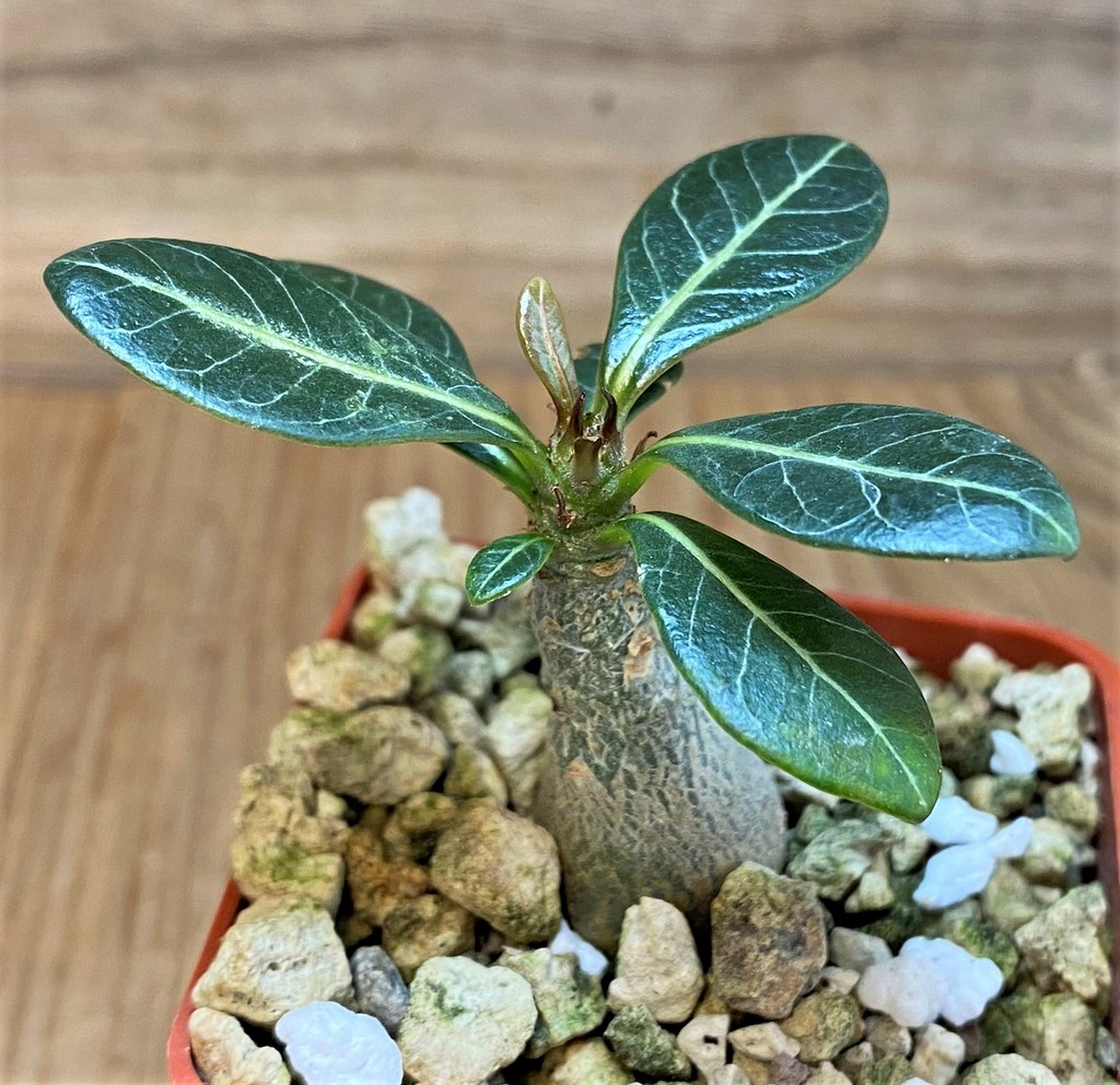 SH27448 Adenium socotranum - Image 2