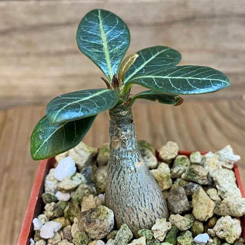 SH27448 Adenium socotranum
