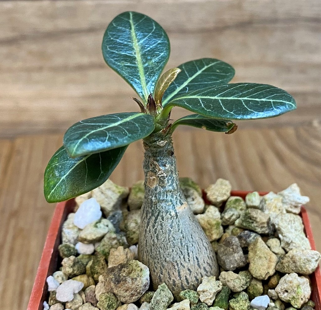 SH27448 Adenium socotranum