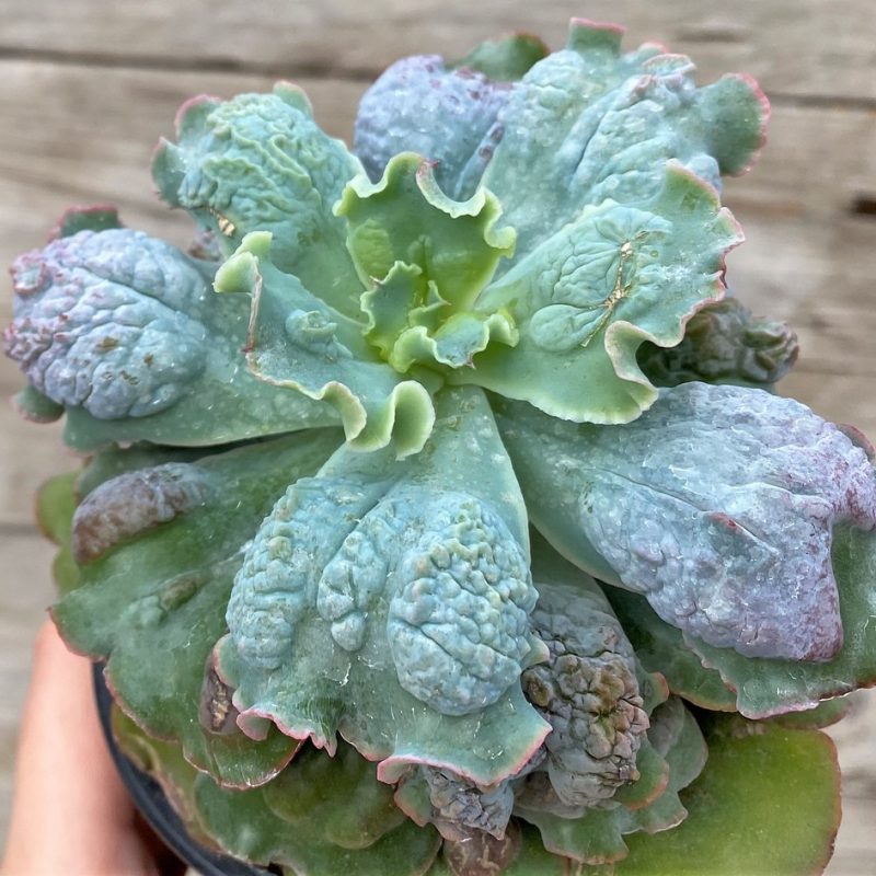 SH27452 Echeveria 'Linguas'