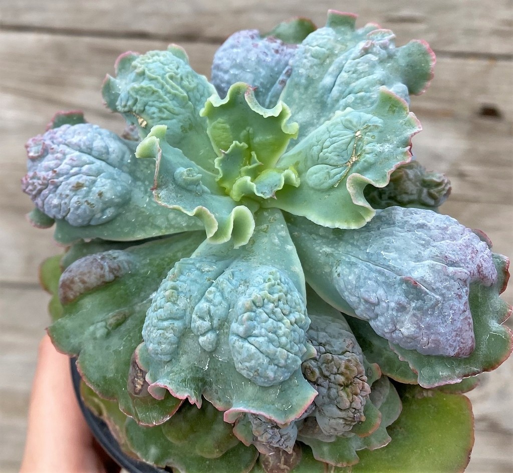 SH27452 Echeveria 'Linguas'