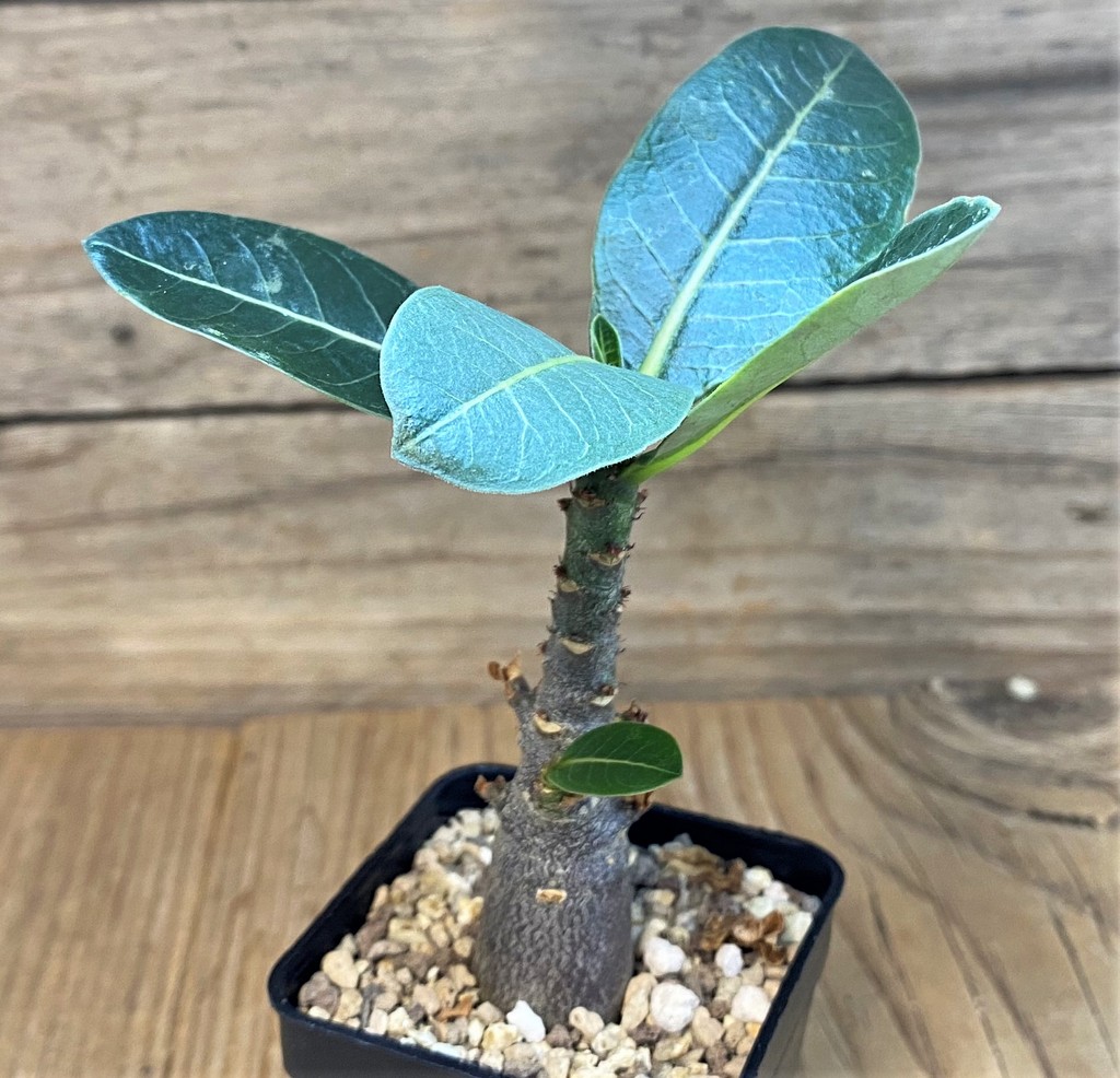 SH27449 Adenium arabicum ‘Black Body’ - Image 2