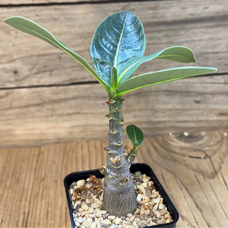 SH27449 Adenium arabicum ‘Black Body’