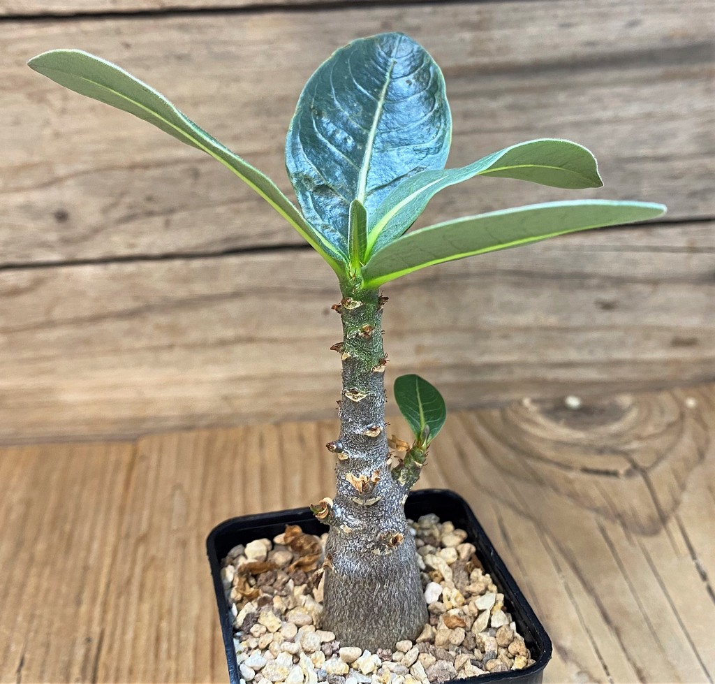 SH27449 Adenium arabicum ‘Black Body’